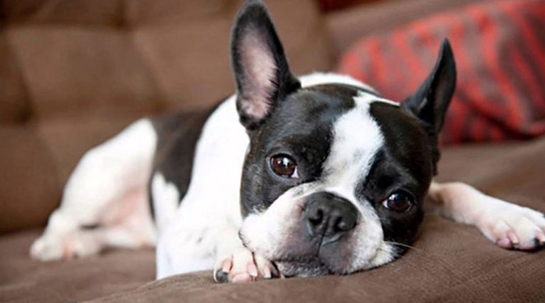Evde Köpek Bakımı Nasıl Olmalıdır? Evcil Dünyası