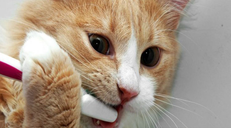 Kedilerde Diş Bakımı, Kedilerde Diş Bakımı Nasıl Yapılmalıdır, Kedi Sağlığı, Kedilerde Diş Sağlığı