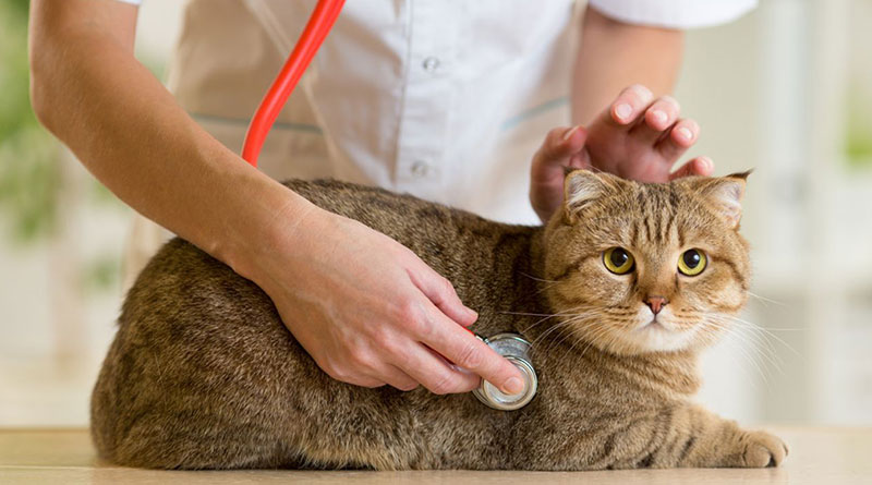 Kedilerde Görülen Yaygın Hastalıklar, Kedilerde Görülen Yaygın Hastalıklar Nelerdir, Kedi Hastalıkları