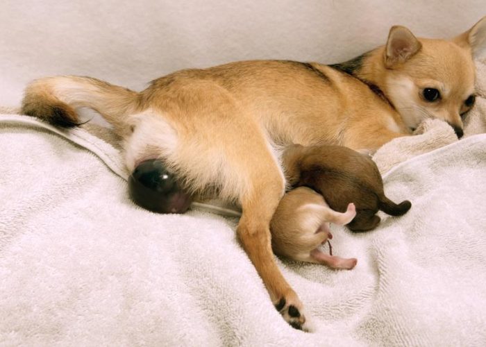 Köpeklerde Gebelik Dönemi Ve Doğum