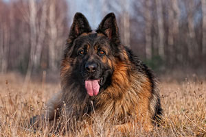 Alman Çoban Köpeği