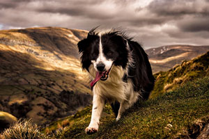 Border Collie