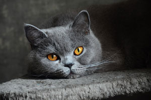 British Shorthair Bakımı
