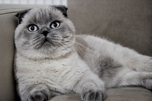 British Shorthair Özellikleri
