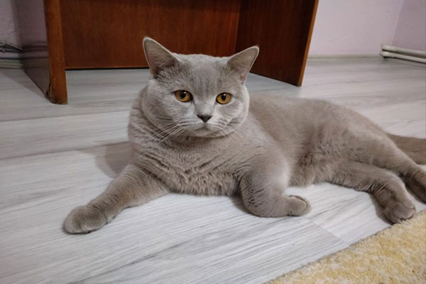 British Shorthair