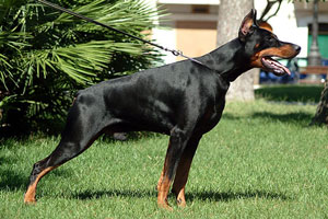 Doberman Pincsher