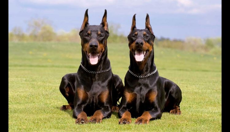 Doberman Pinscher4