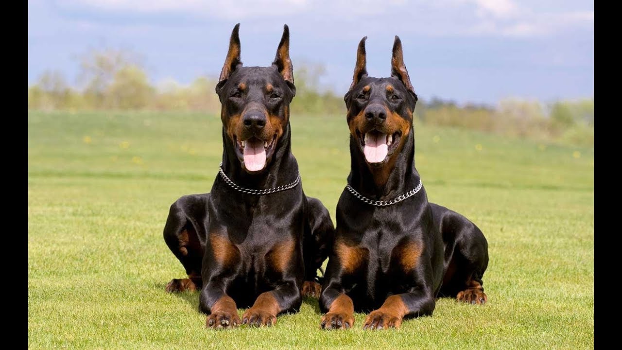 Doberman Pinscher4