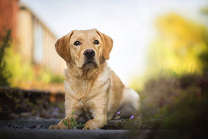 Labrador Retriever