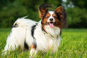 Papillon