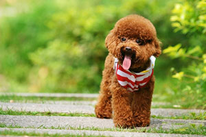 Poodle