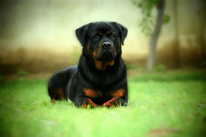 Rottweiler