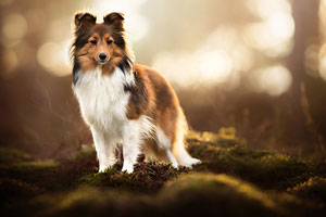 Shetland Çoban Köpeği