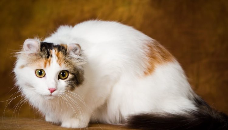 büyümeyen kedi cinsleri