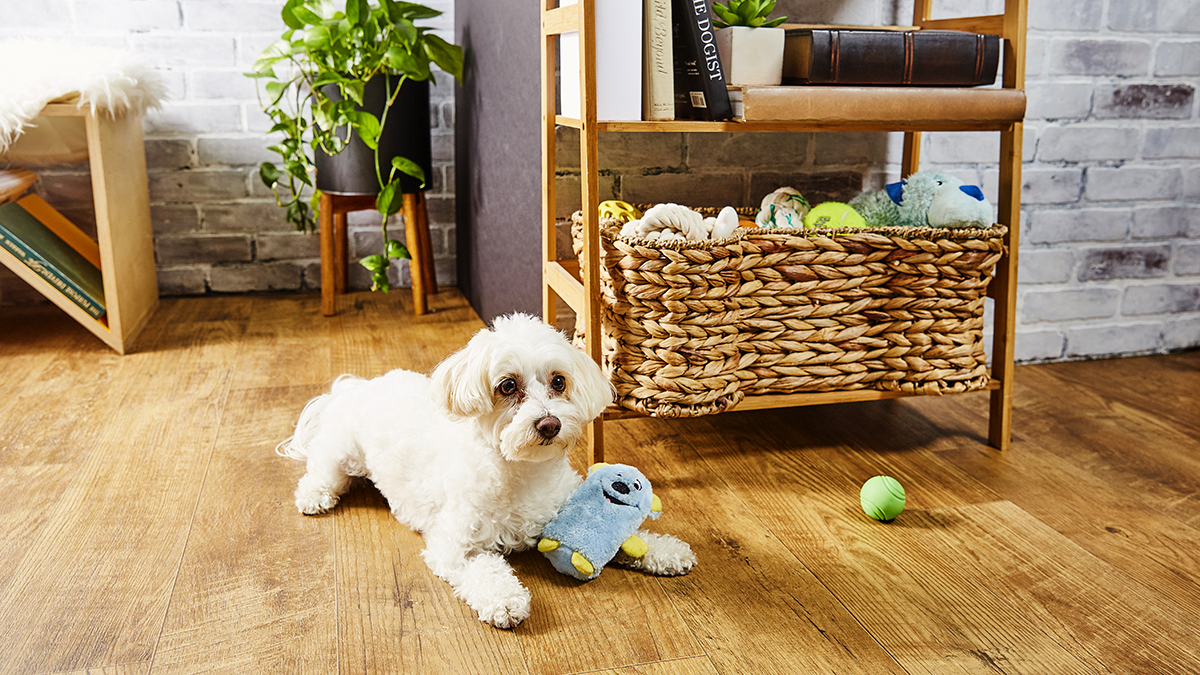 Apartmanda Köpek Beslenir Mi