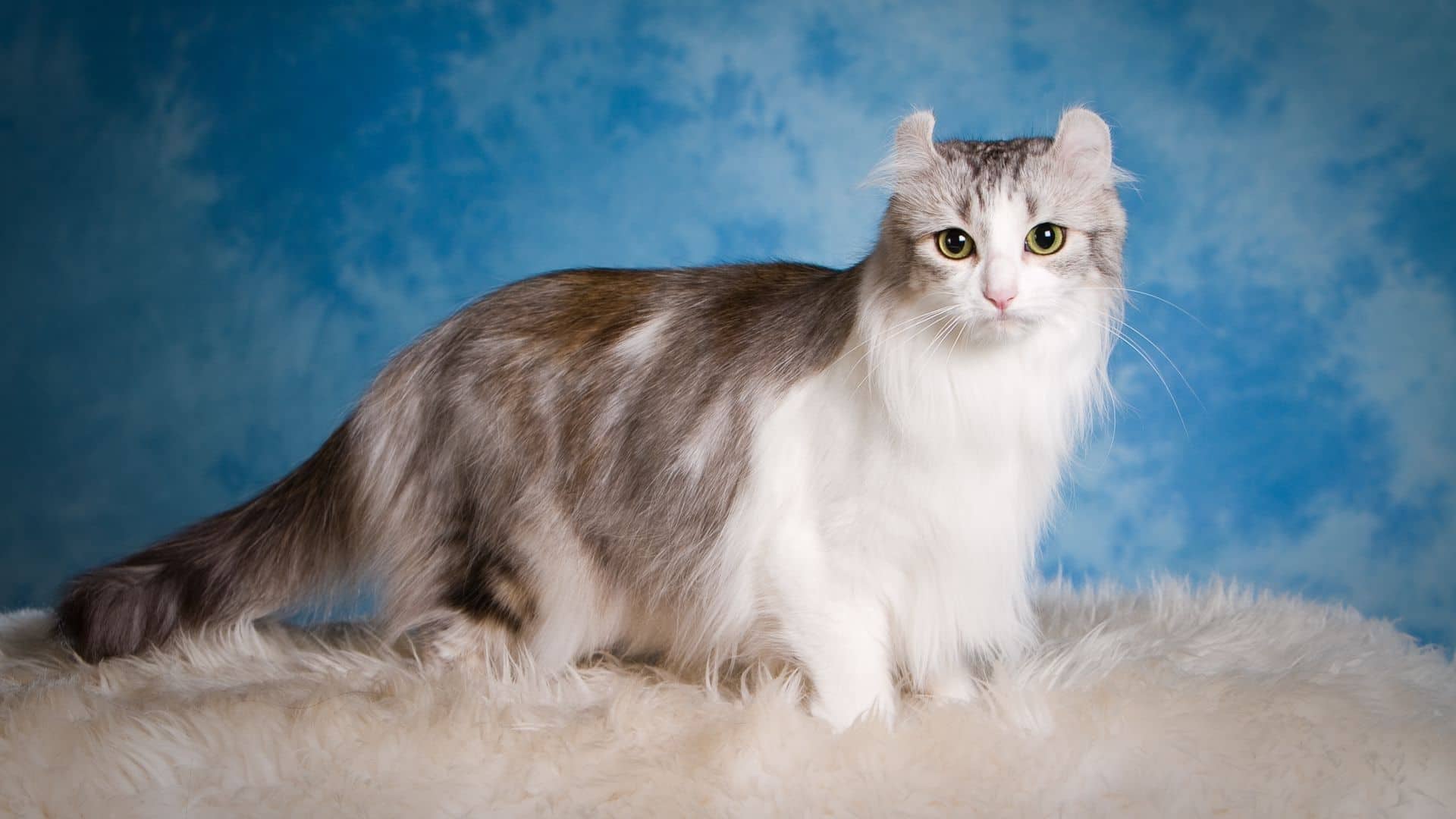 buyumeyen-kedi-cinsleri