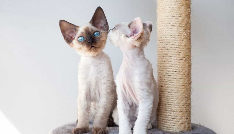büyümeyen kedi cinsleri