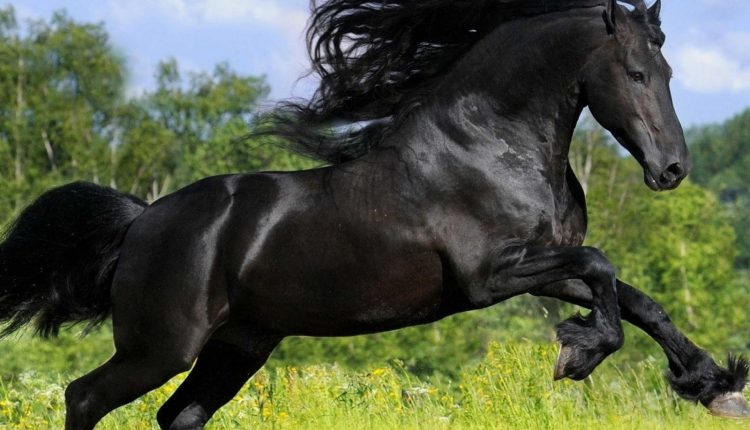 Dünyanın En Güzel Atları