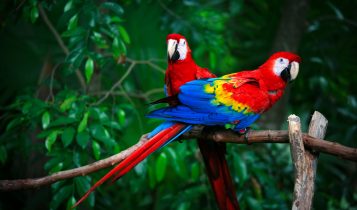 Macaw Papağanı