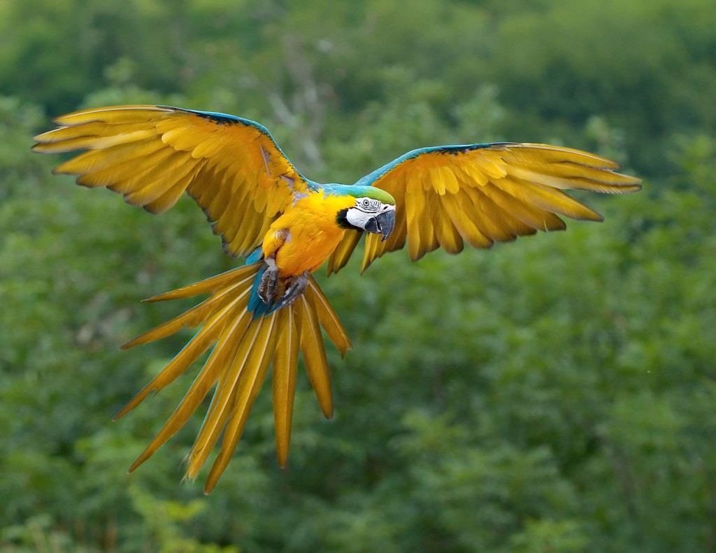 Macaw Papağanı