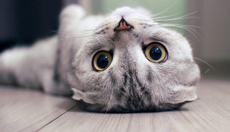 Büyümeyen Kedi Cinsleri