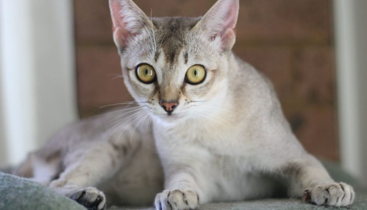 Büyümeyen kedi cinsleri