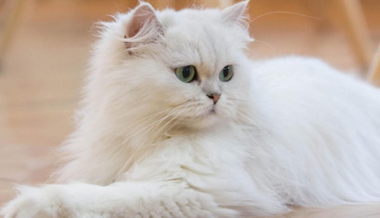 Büyümeyen Kedi Cinsleri