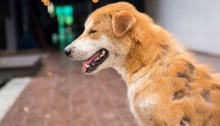 Köpeklerde Tüy Dökülmesi