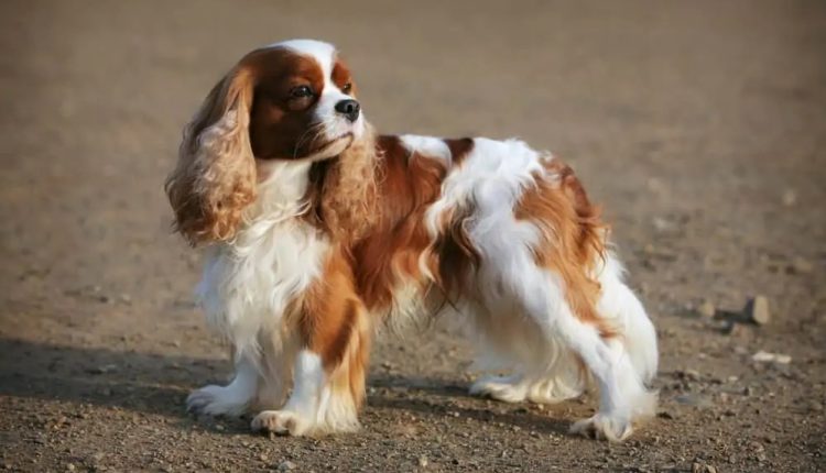 king charles spaniel