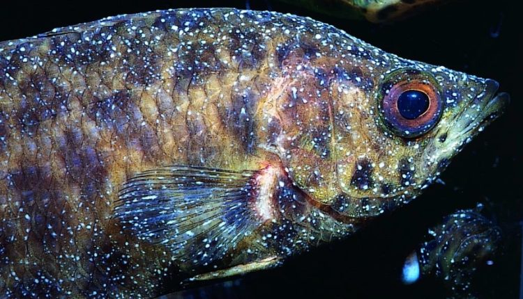 Beyaz Benek Hastalığı