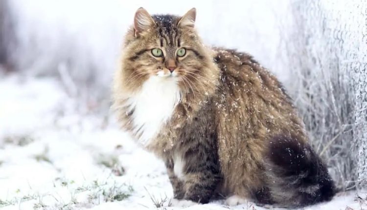 En az tüy döken kedi türleri