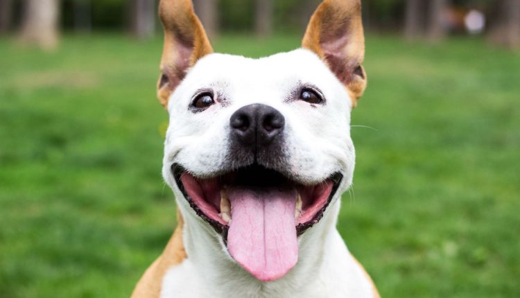 Köpeklerde Hıçkırık
