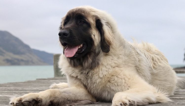 Leonberger