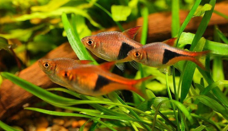 Popüler Küçük Balık Cinsleri