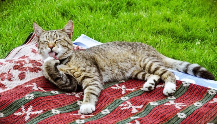 kedi piresi