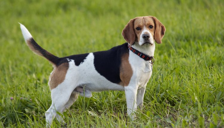 Apartmanda beslenebilecek köpekler