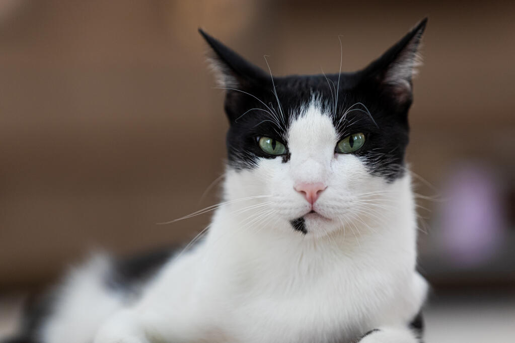 Bakımı Kolay Kedi Irkları