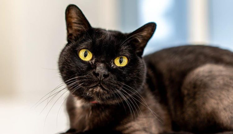 Bakımı Kolay Kedi Irkları