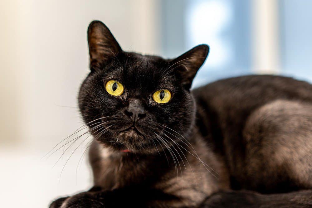 Bakımı Kolay Kedi Irkları