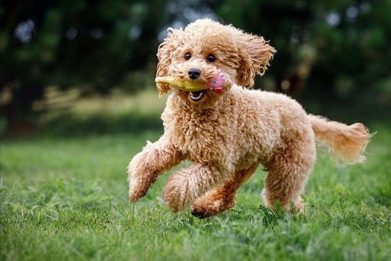 bakımı kolay köpek cinsleri