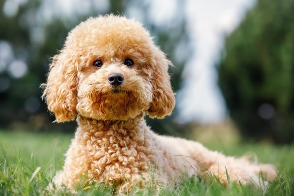 bakımı kolay köpek cinsleri