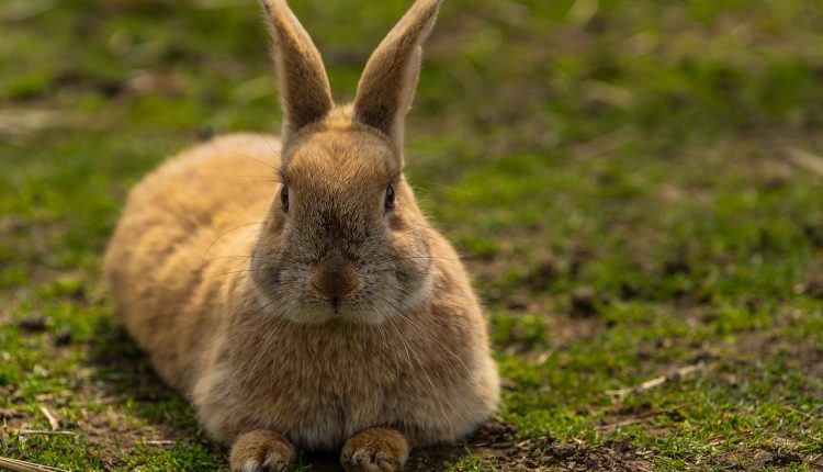 Evcil Tavşan Türleri