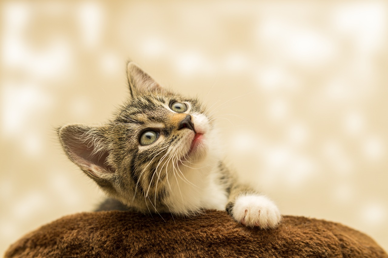 kedi göz hastalıkları