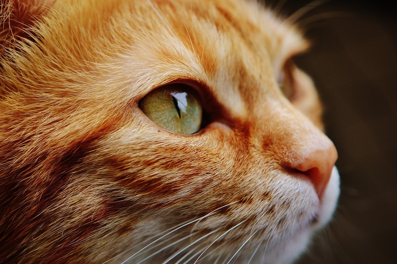 kedi göz hastalıkları