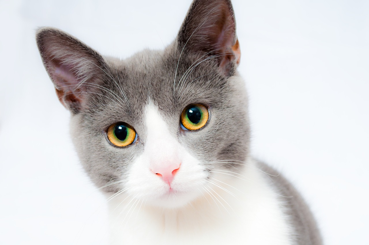 Kedi göz hastalıkları