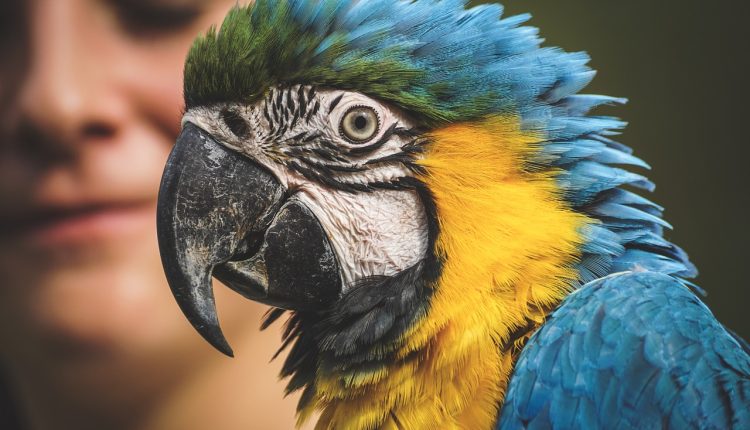 Konuşan Kuş Türleri