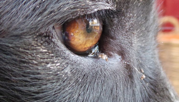 köpeklerde gençlik hastalığı