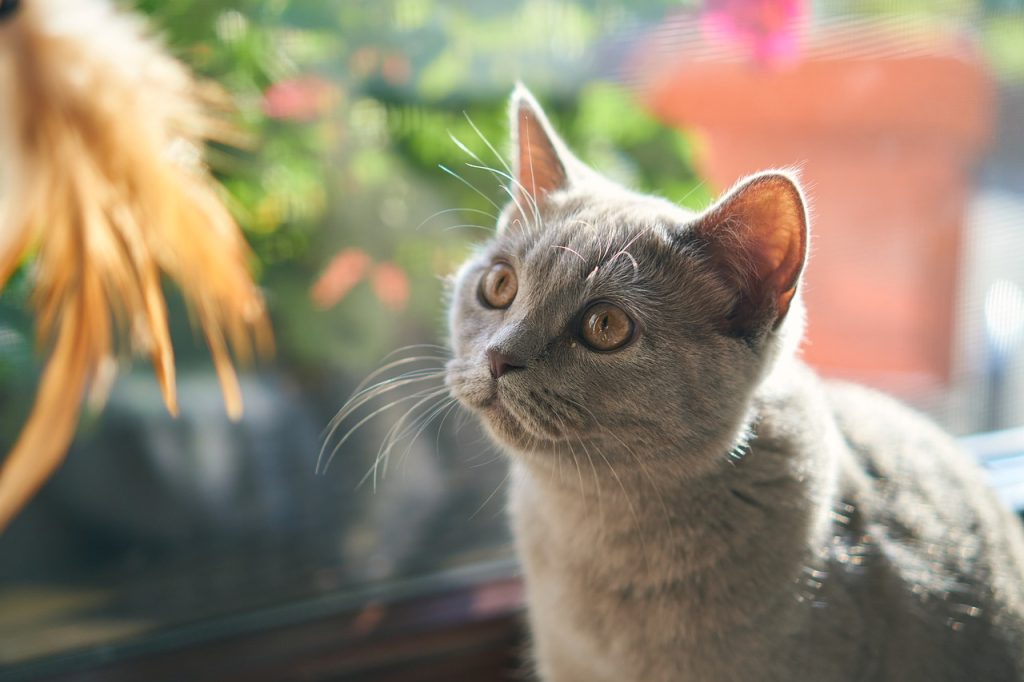Nadir Kedi Cinsleri