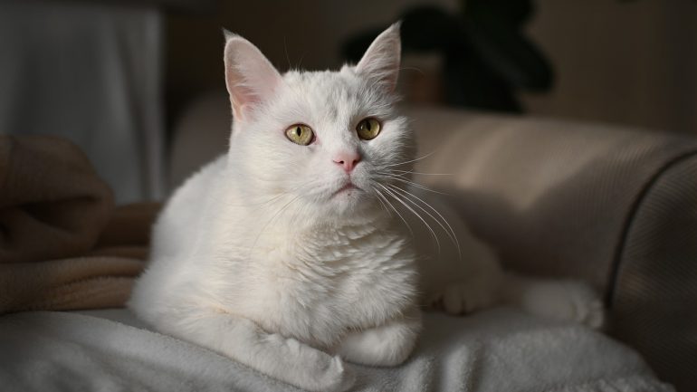 Nadir Kedi Cinsleri