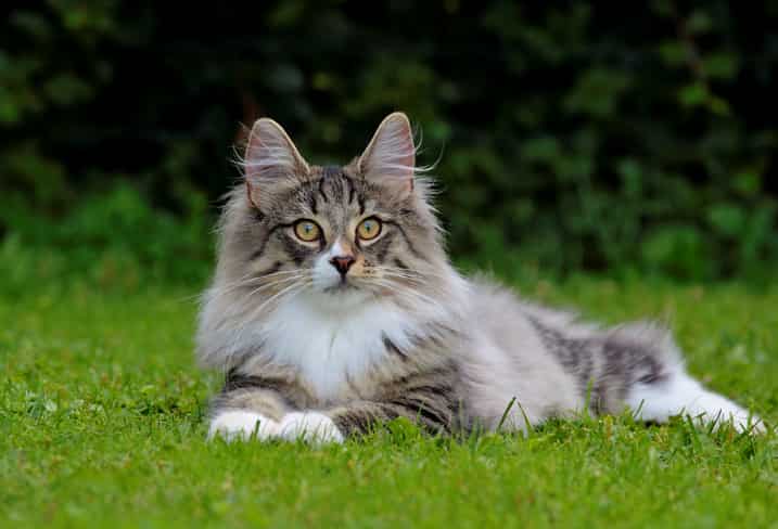 Nadir Kedi Cinsleri